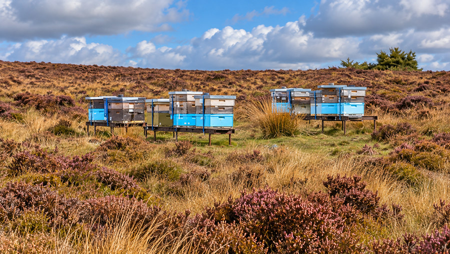 Groups of blue and weathered wooden beehives on open Dartmoor