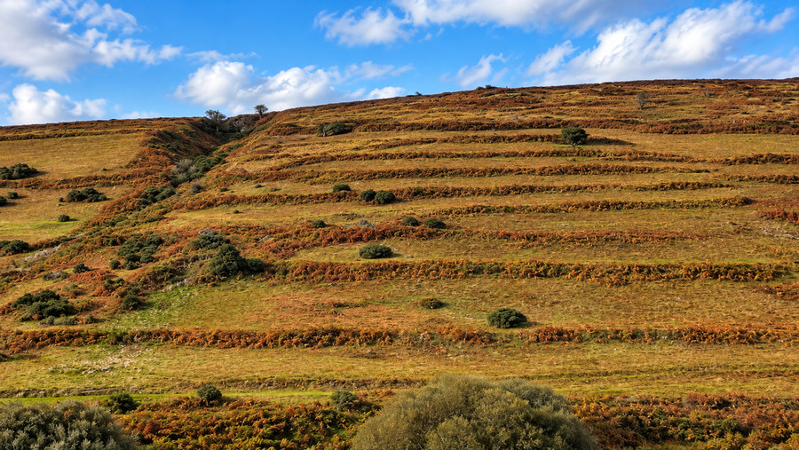 Long parallel medieval strip fields and lynchets crossing a Dartmoor hillside