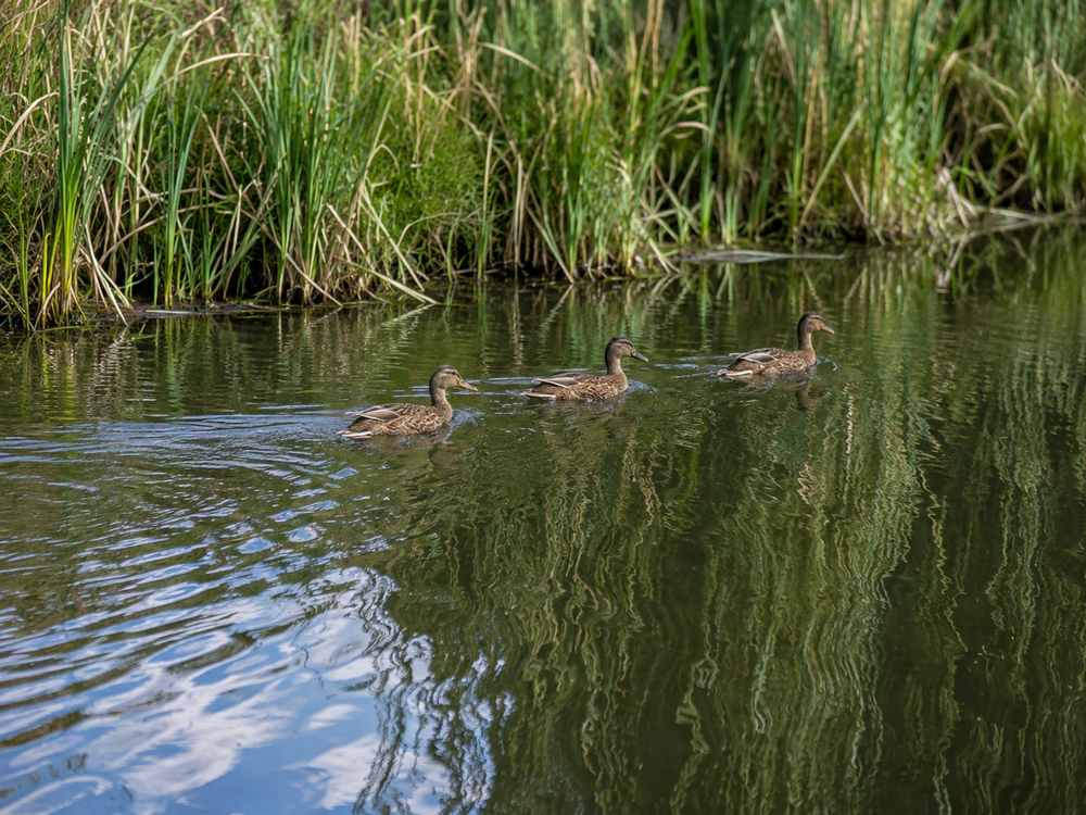 Ducks on the canal, among the reeds.