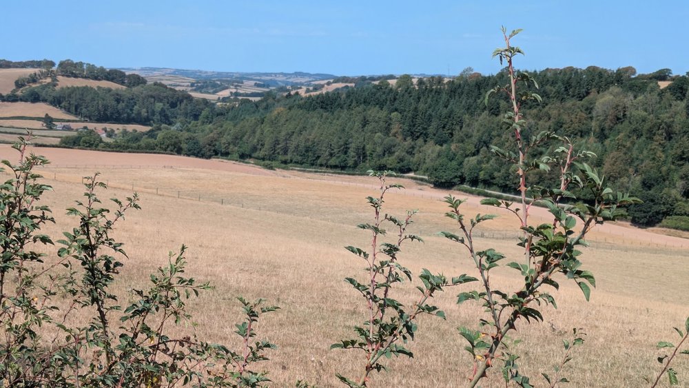 Farmland and wooded hills in Mid Devon